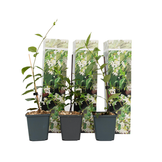 Star of Jasmine - 3 pcs. - Trachelospermum jasminoides - Height 25-40cm - ⌀9cm