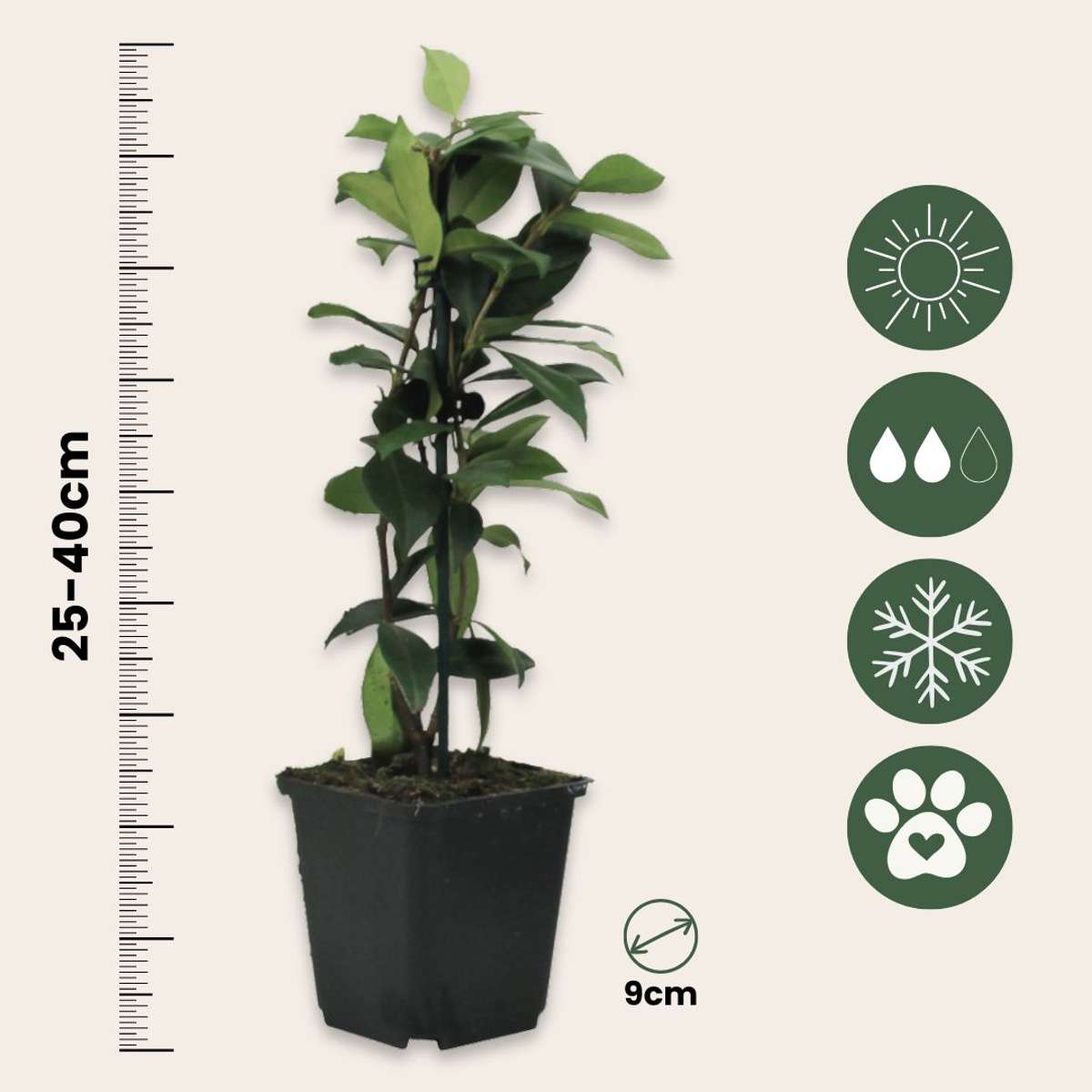 Star of Jasmine - 6 pcs. - Trachelospermum jasminoides - Height 25-40cm - ⌀9cm