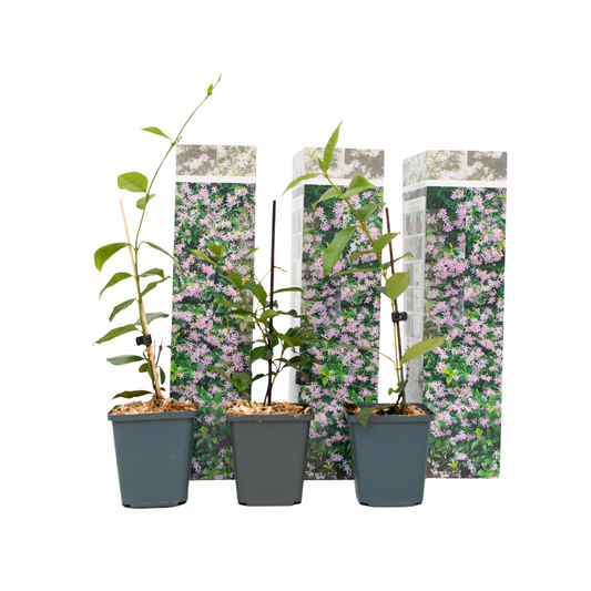 Star of Jasmine - 3 pcs. - Trachelospermum jasminoides - Height 25-40cm - ⌀9cm