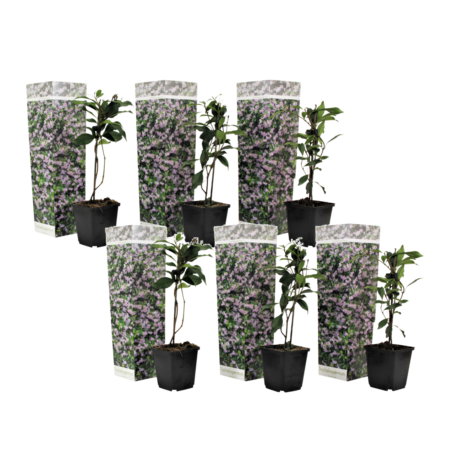 Star of Jasmine - 6 pcs. - Trachelospermum jasminoides - Height 25-40cm - ⌀9cm