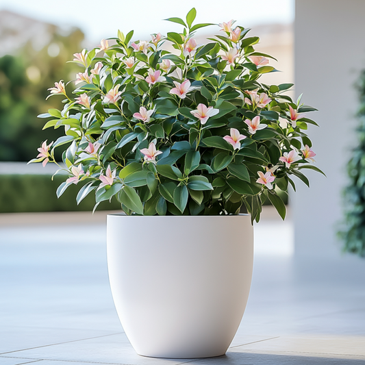 Jasmine - 6 pcs. - Jasminum 'Summer Scent' - Height 25-40cm - ⌀9cm