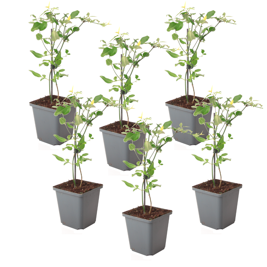 Jasmine - 6 pcs. - Jasminum 'Summer Scent' - Height 25-40cm - ⌀9cm