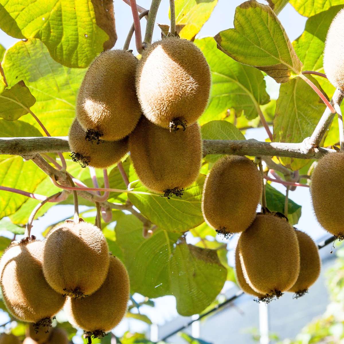 Kiwi fruit - 6 pcs. - Actinidia deliciosa 'Jenny' - Height 20-40cm - ⌀9cm