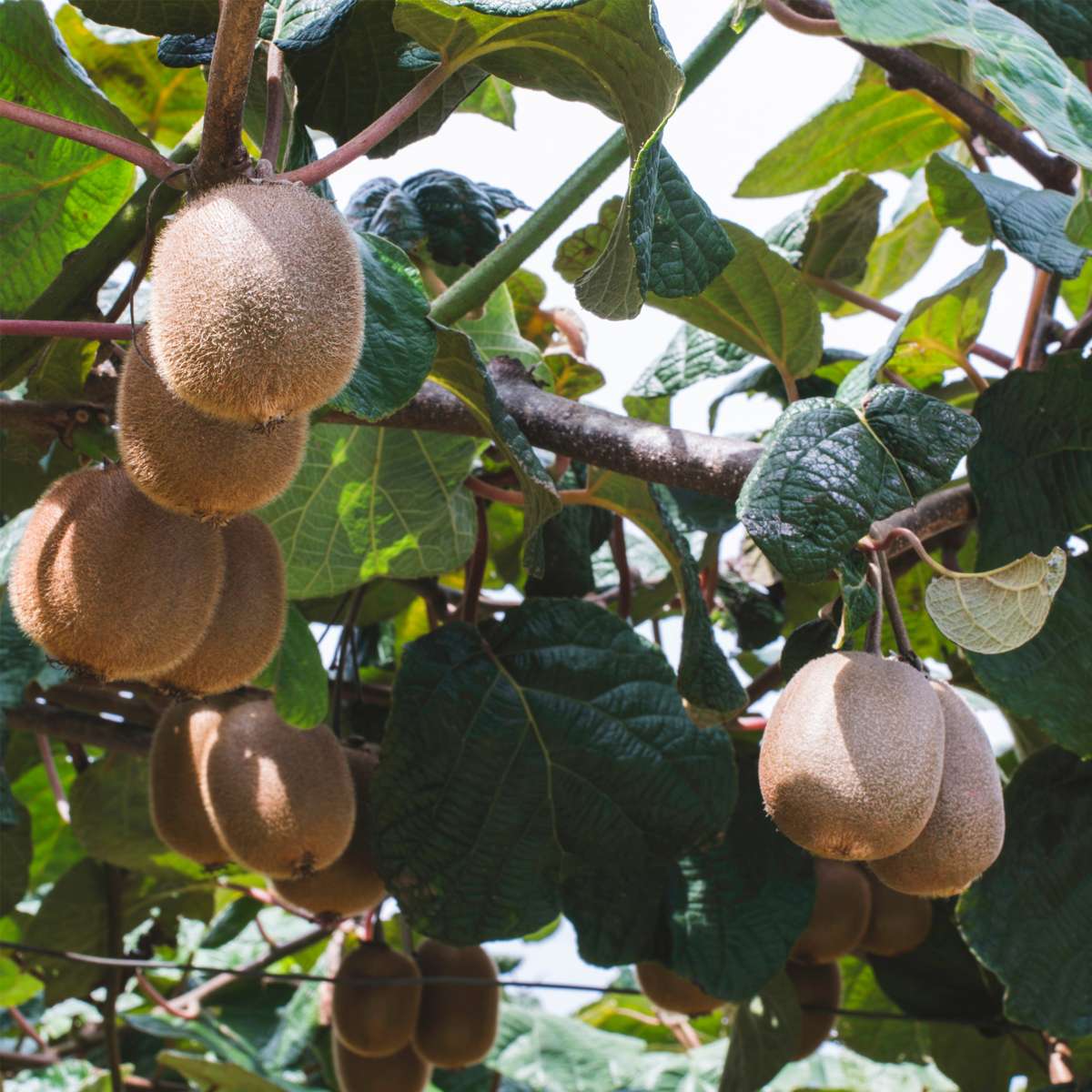 Kiwi fruit - 6 pcs. - Actinidia deliciosa 'Jenny' - Height 20-40cm - ⌀9cm