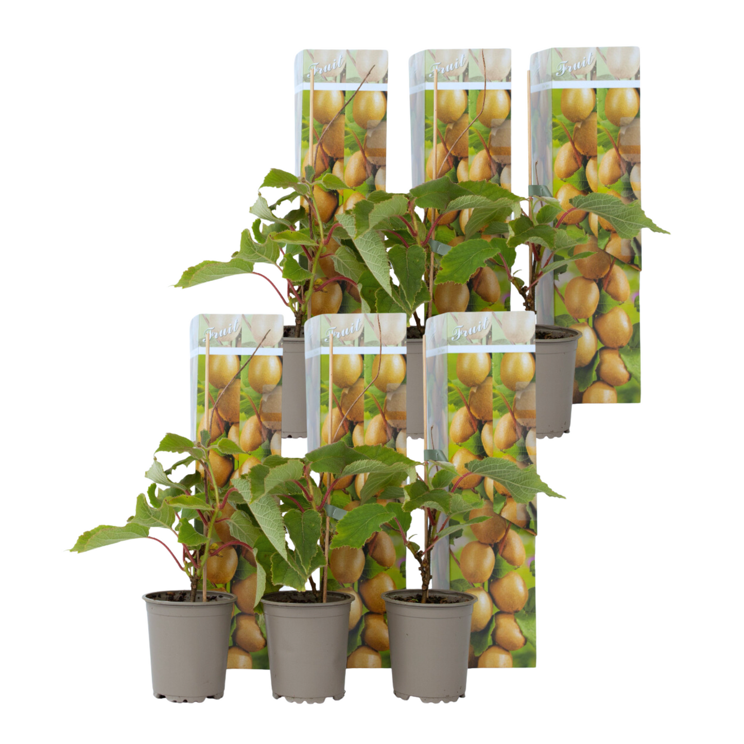 Kiwi fruit - 6 pcs. - Actinidia deliciosa 'Jenny' - Height 20-40cm - ⌀9cm