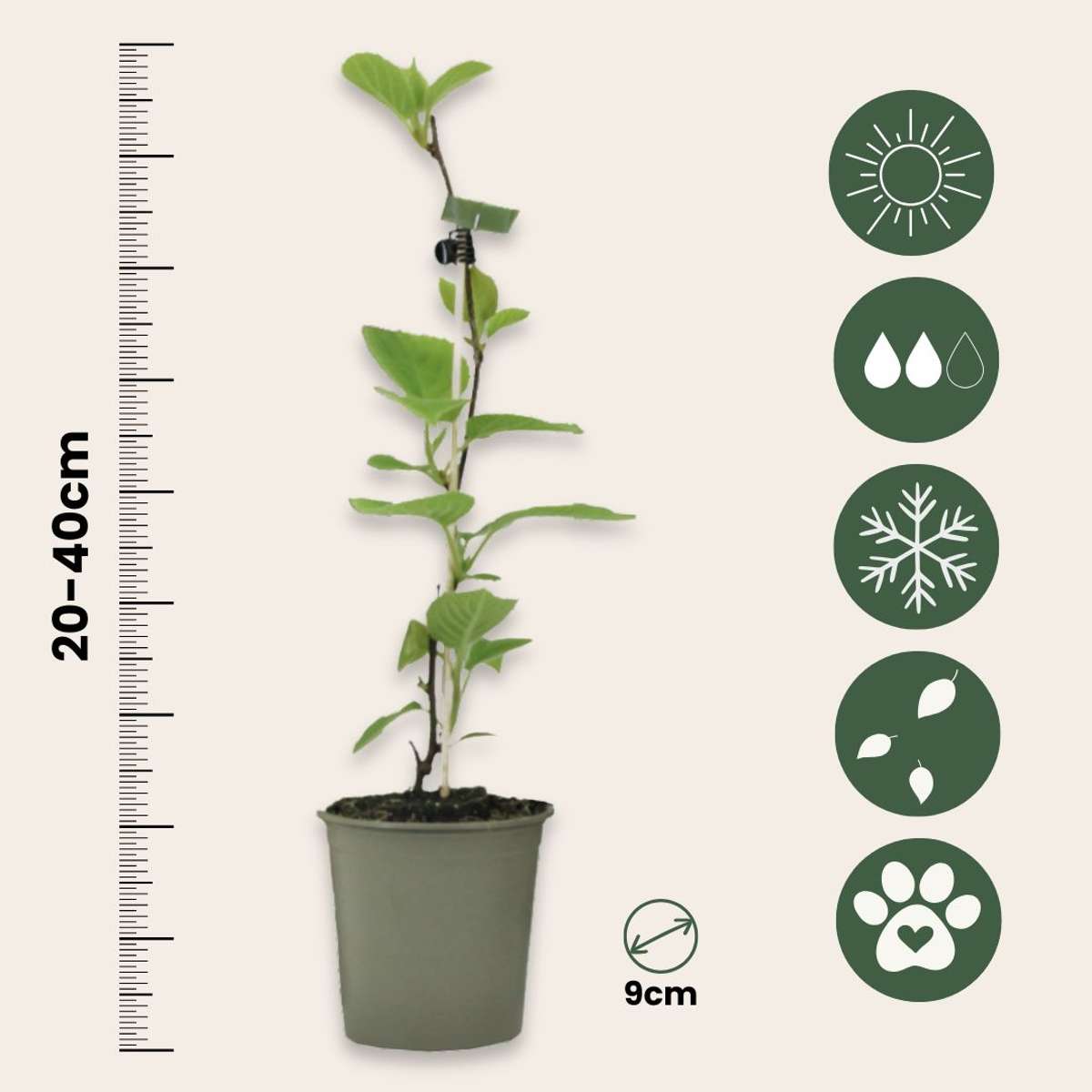 Kiwi fruit - 6 pcs. - Actinidia deliciosa 'Jenny' - Height 20-40cm - ⌀9cm