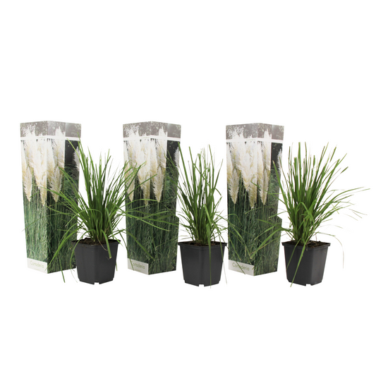 Pampasgrass - 3 pcs. - Cortaderia selloana - Height 25-40cm - ⌀9cm