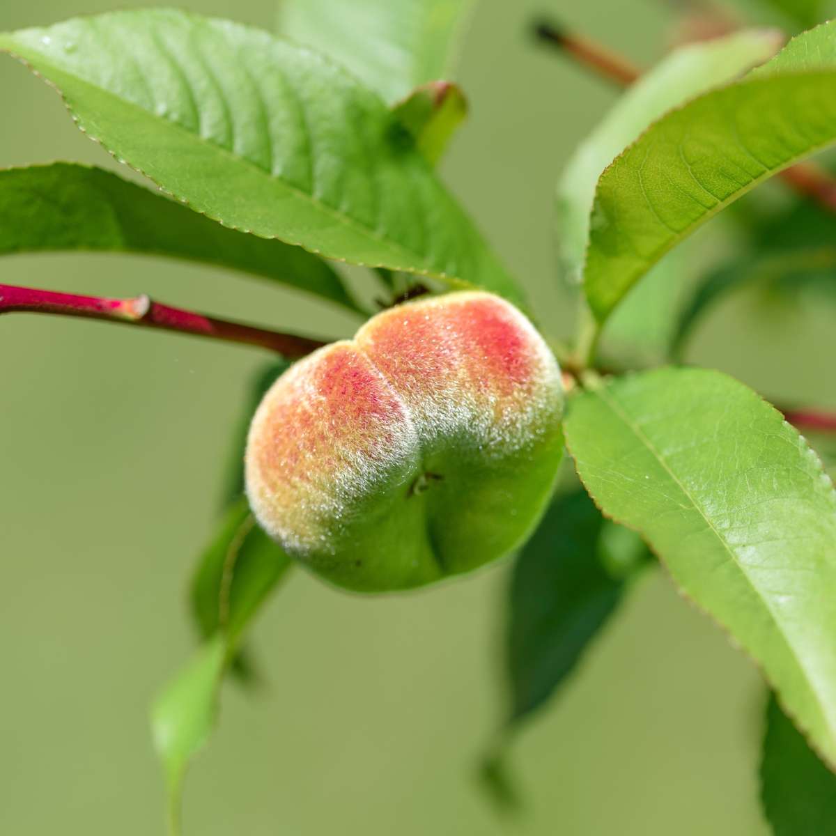 Peach Tree - Prunus 'Bonanza' - Height 60-70cm - ⌀15cm