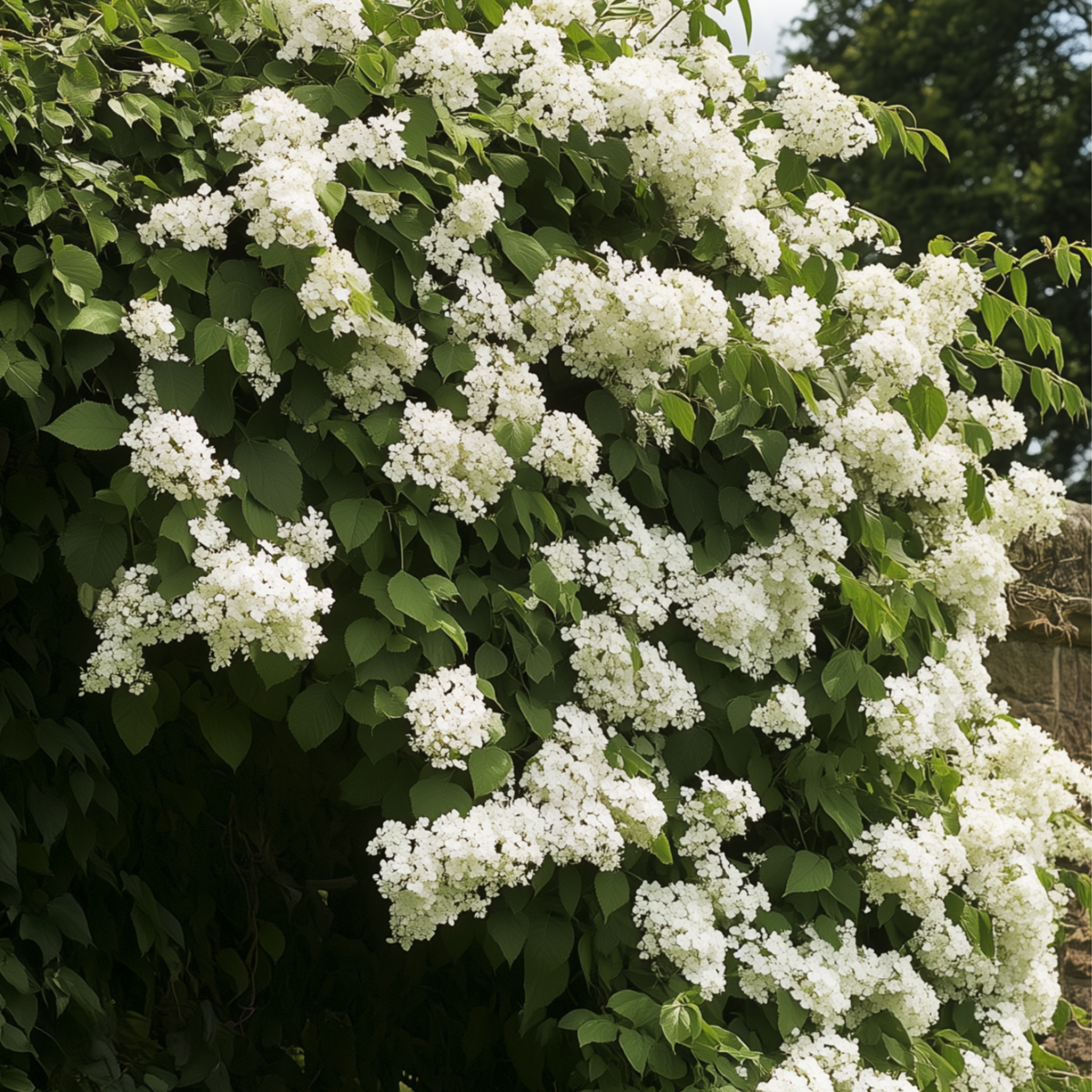 Hortensia - 6 pcs. - Hydrangea anomale petiolaris - Height 25-40cm - ⌀9cm
