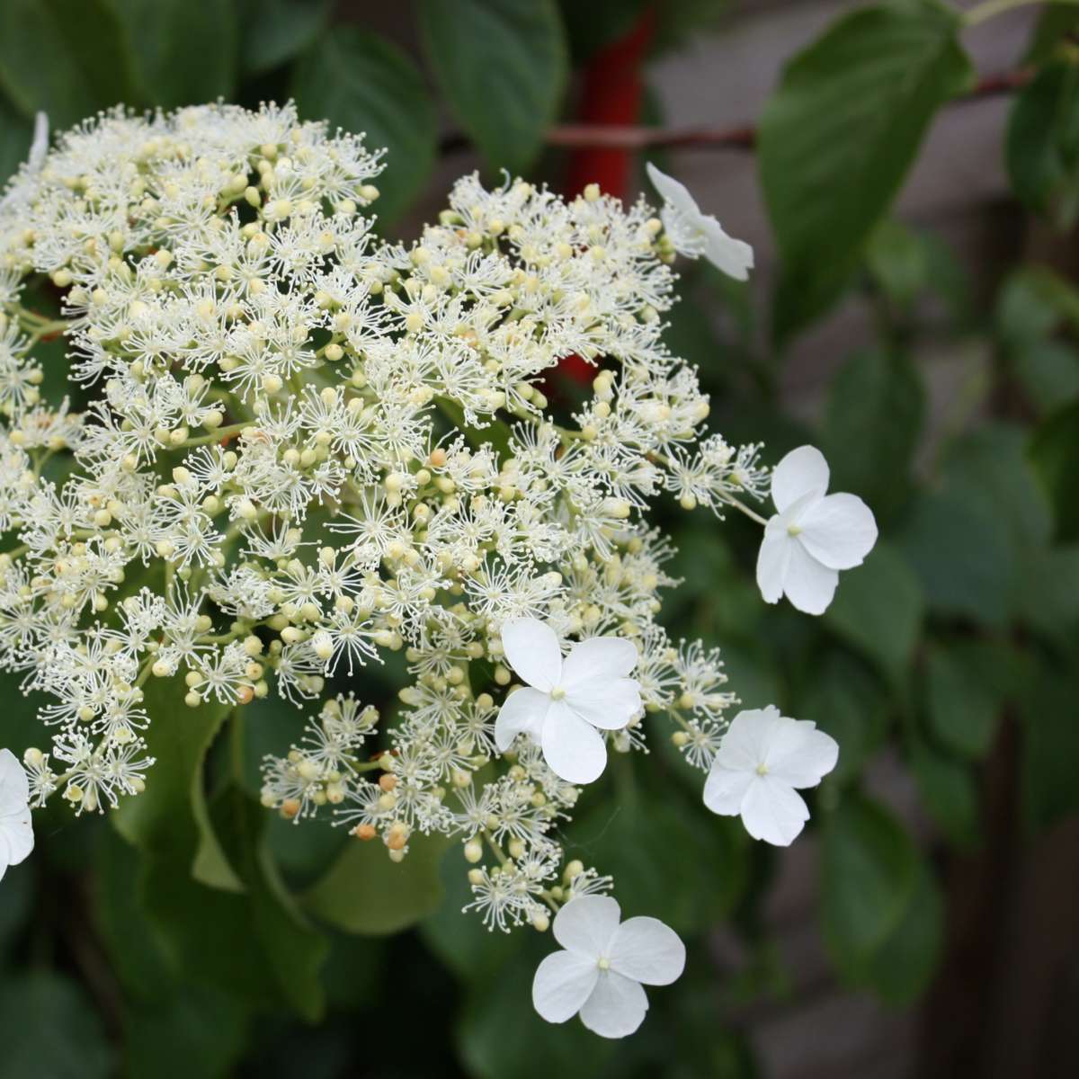 Hortensia - 6 pcs. - Hydrangea anomale petiolaris - Height 25-40cm - ⌀9cm