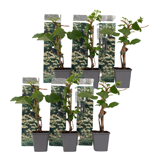 Hortensia - 6 pcs. - Hydrangea anomale petiolaris - Height 25-40cm - ⌀9cm