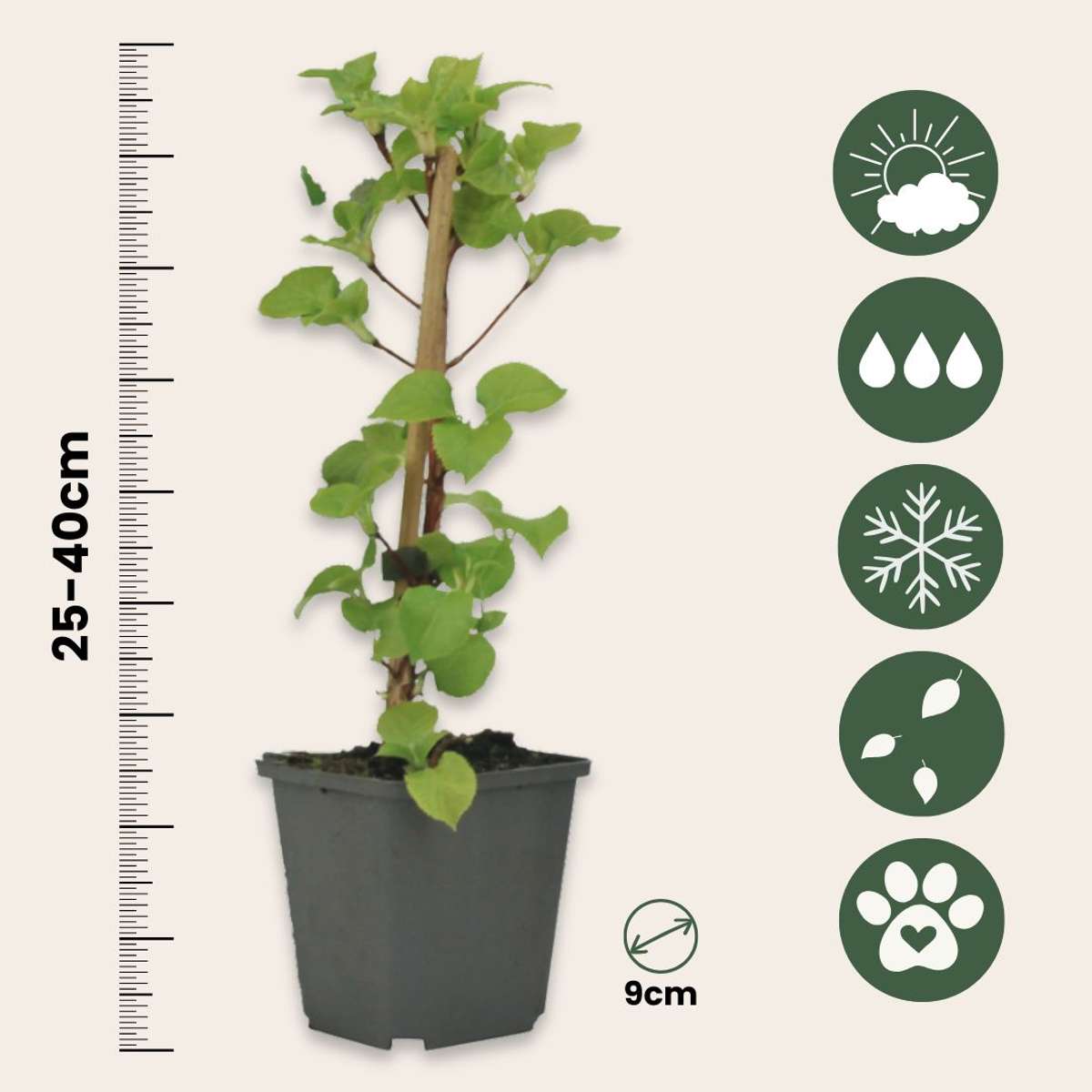 Hortensia - 6 pcs. - Hydrangea anomale petiolaris - Height 25-40cm - ⌀9cm