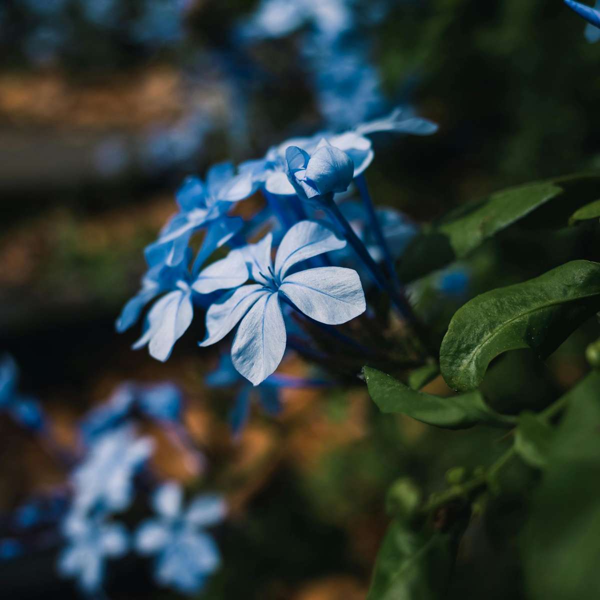 Cape leadwort - 6 pcs. - Plumbago auriculata - Height 25-40cm - ⌀9cm