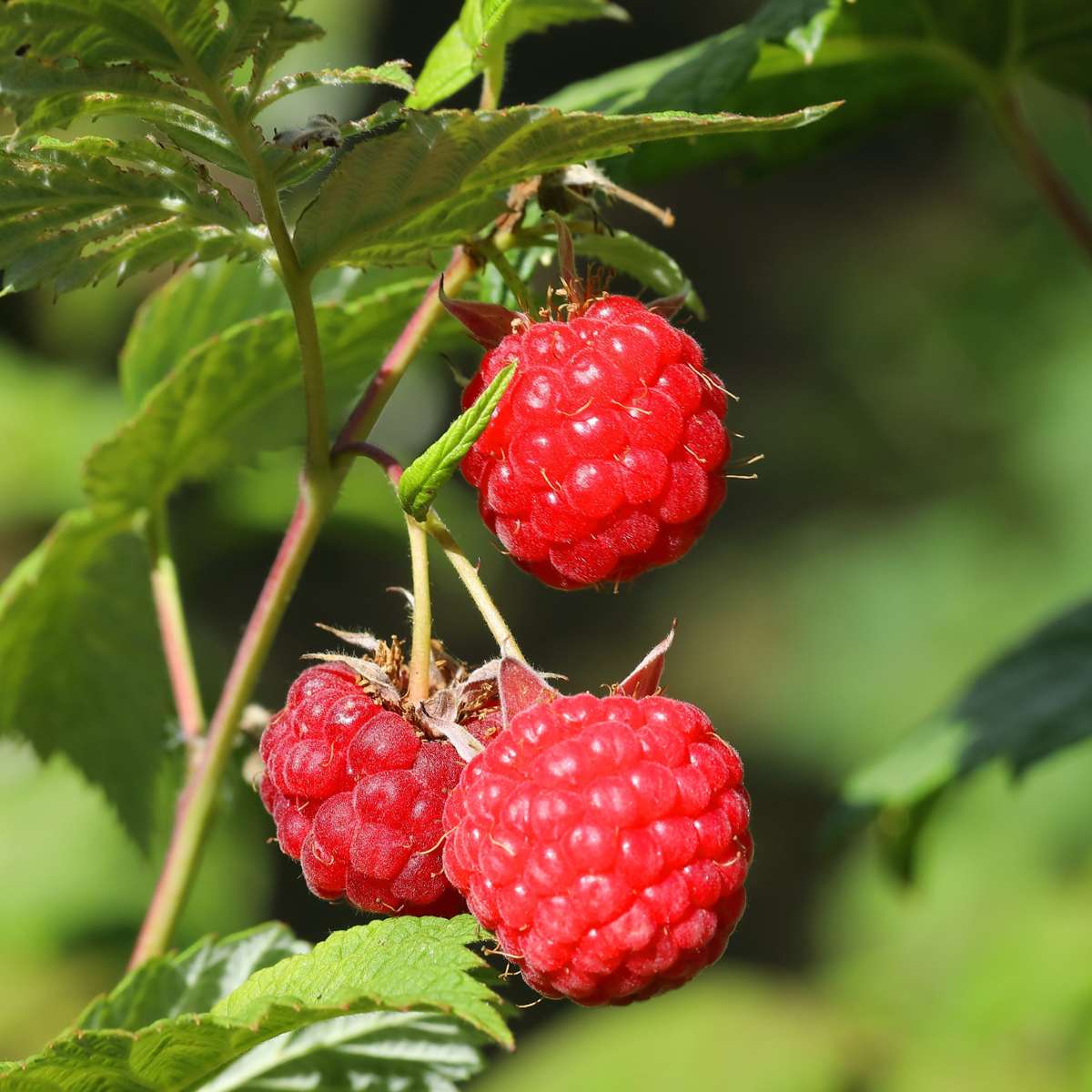 Raspberry plant - 6 pcs. - Rubus ideaus 'Autumn Bliss' - Height 25-40cm - ⌀9cm