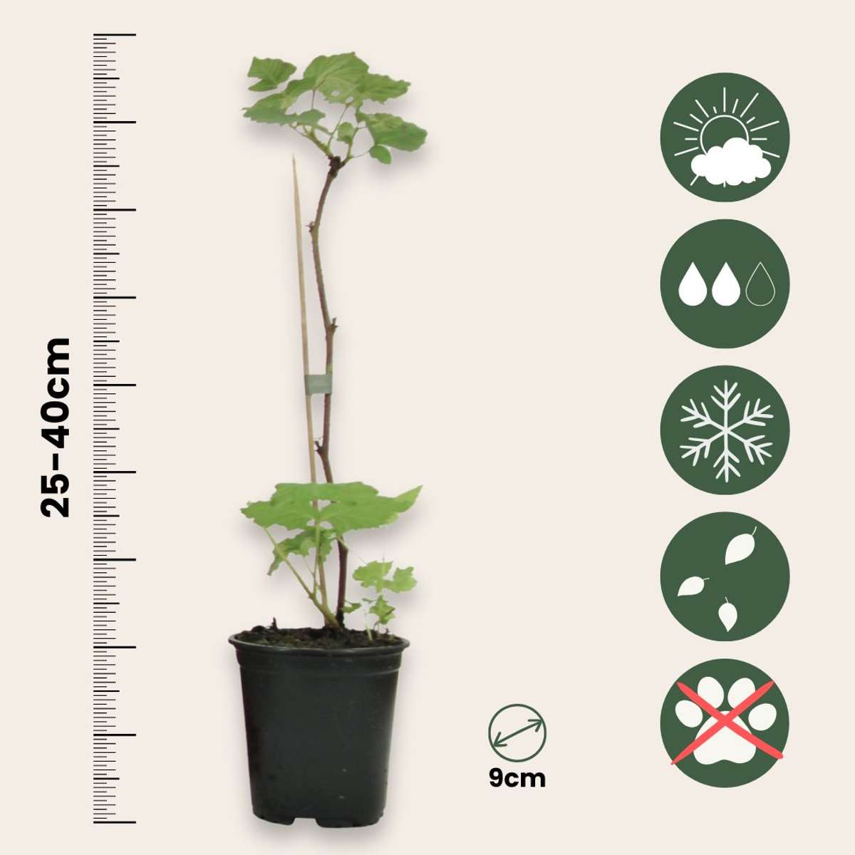 Raspberry plant - 6 pcs. - Rubus ideaus 'Autumn Bliss' - Height 25-40cm - ⌀9cm