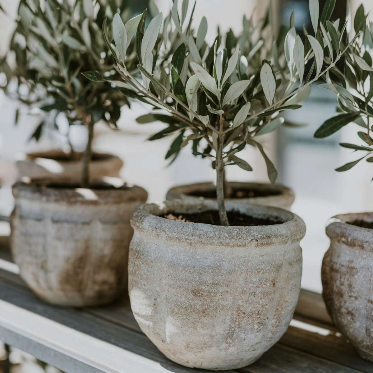 Olive tree - 2 pcs. - Olea europaea - Height 25-40cm - ⌀9cm