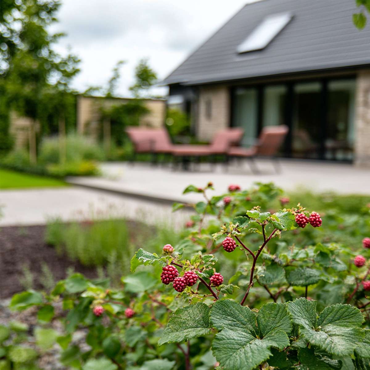 Tayberry - 3 pcs. - Rubus 'Tayberry' - Height 25-40cm - ⌀9cm