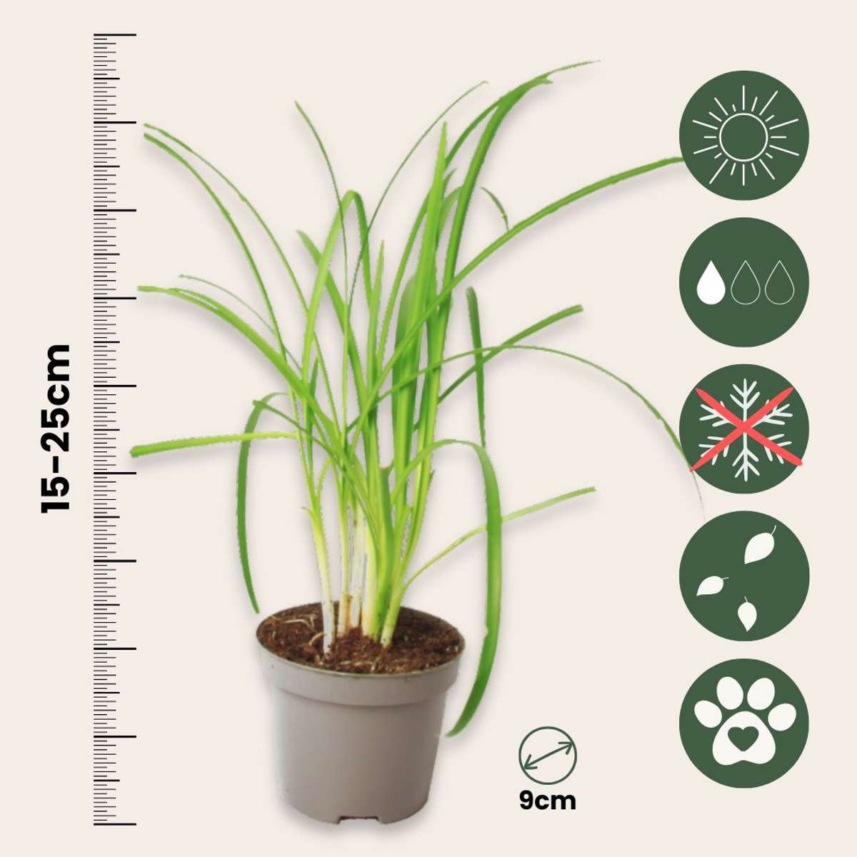 Society Garlic - 6 pcs. - Tulbaghia violacea - Height 15-25cm - ⌀9cm