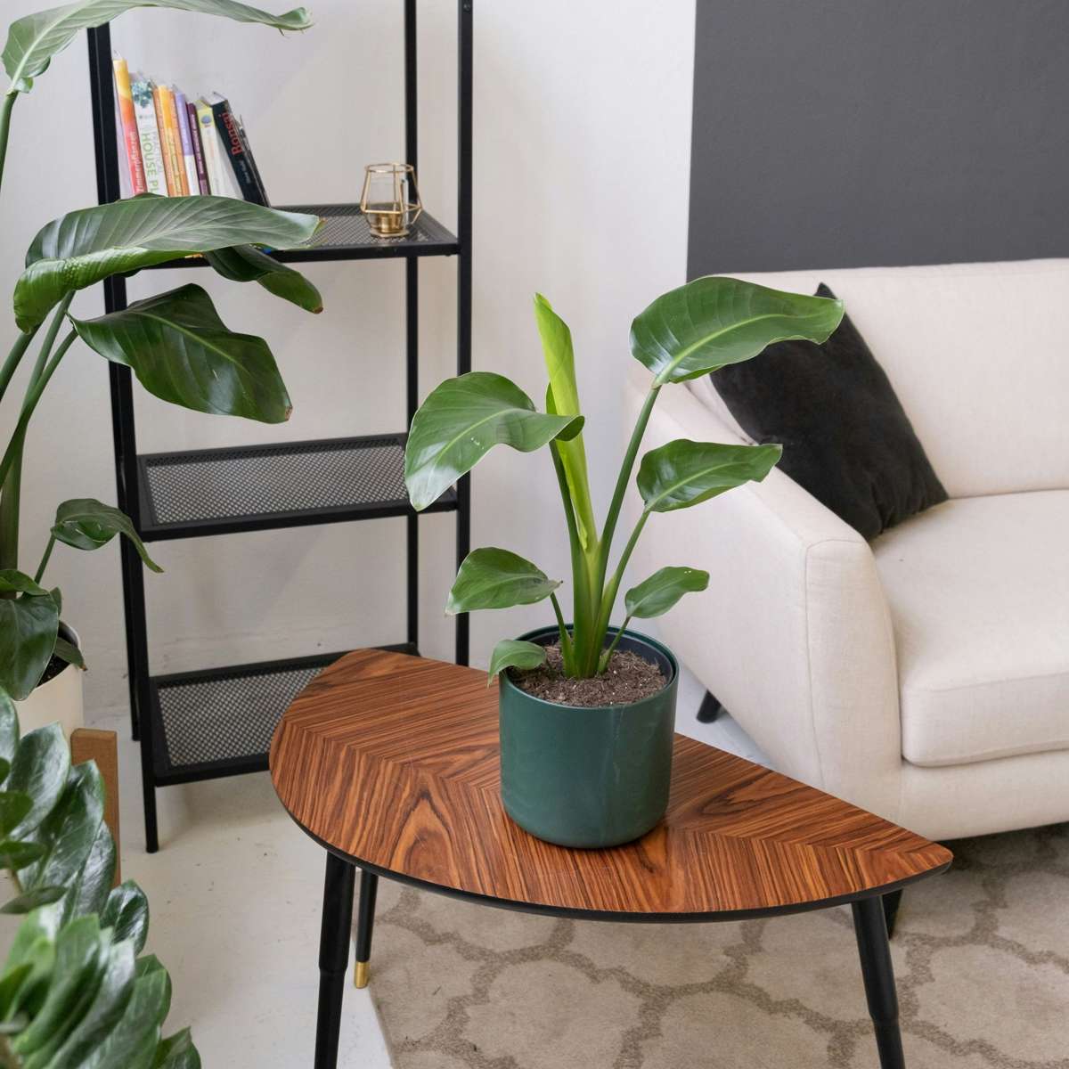 Bird of Paradise - Strelitzia reginea - Height 25-40cm - ⌀9cm