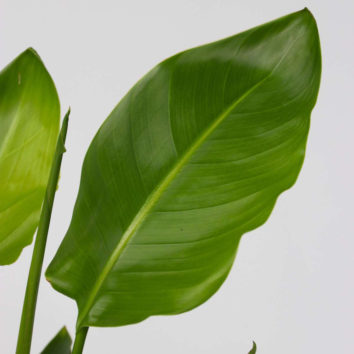 Bird of Paradise - 3 pcs. - Strelitzia reginea - Height 25-40cm - ⌀9cm