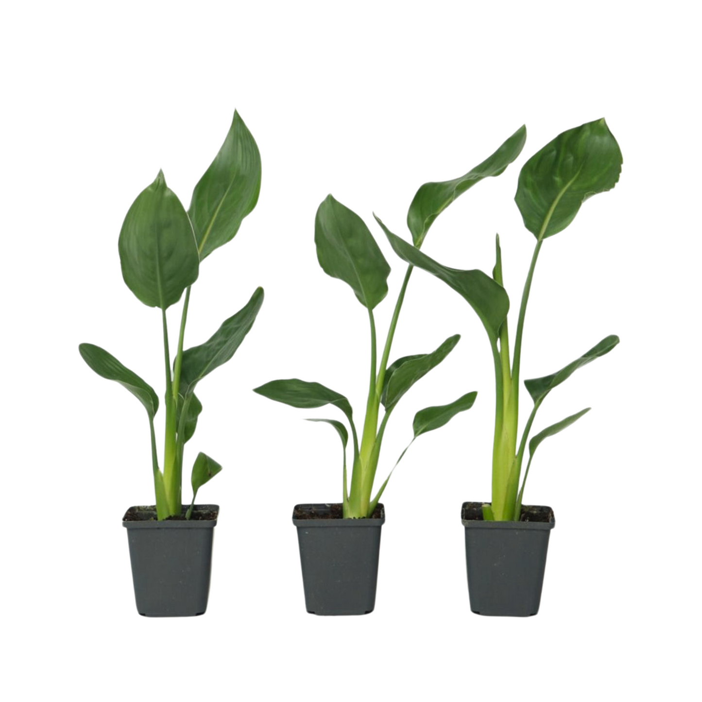 Bird of Paradise - 3 pcs. - Strelitzia reginea - Height 25-40cm - ⌀9cm