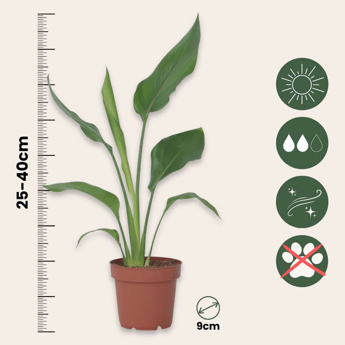 Bird of Paradise - 3 pcs. - Strelitzia reginea - Height 25-40cm - ⌀9cm