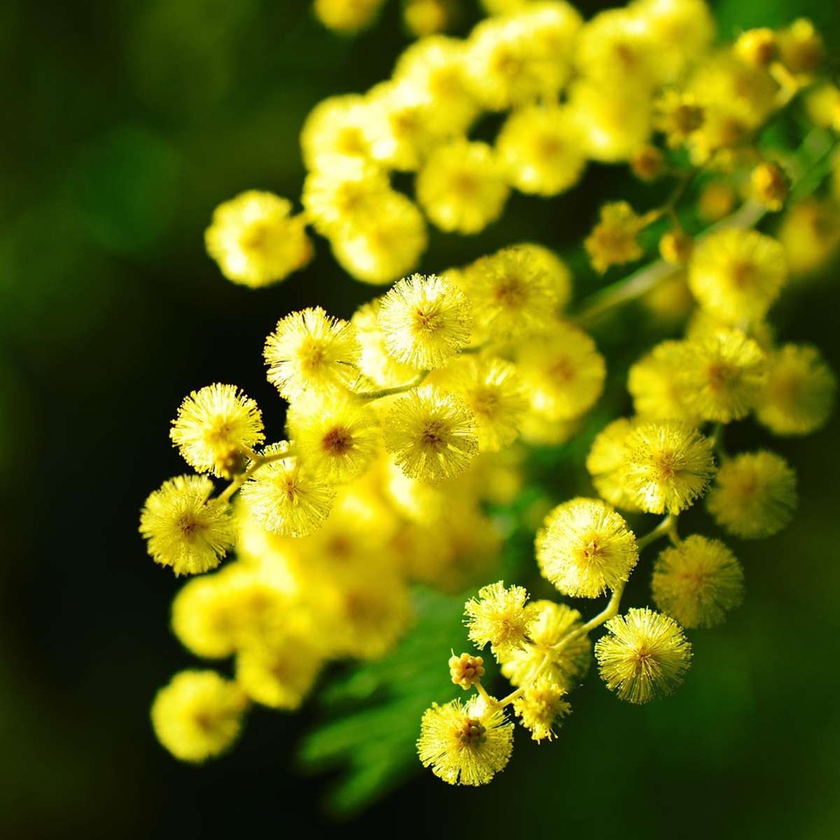 Yellow Mimosa - 3 pcs. - Mimosa dealbata - Height 25-40cm - ⌀9cm