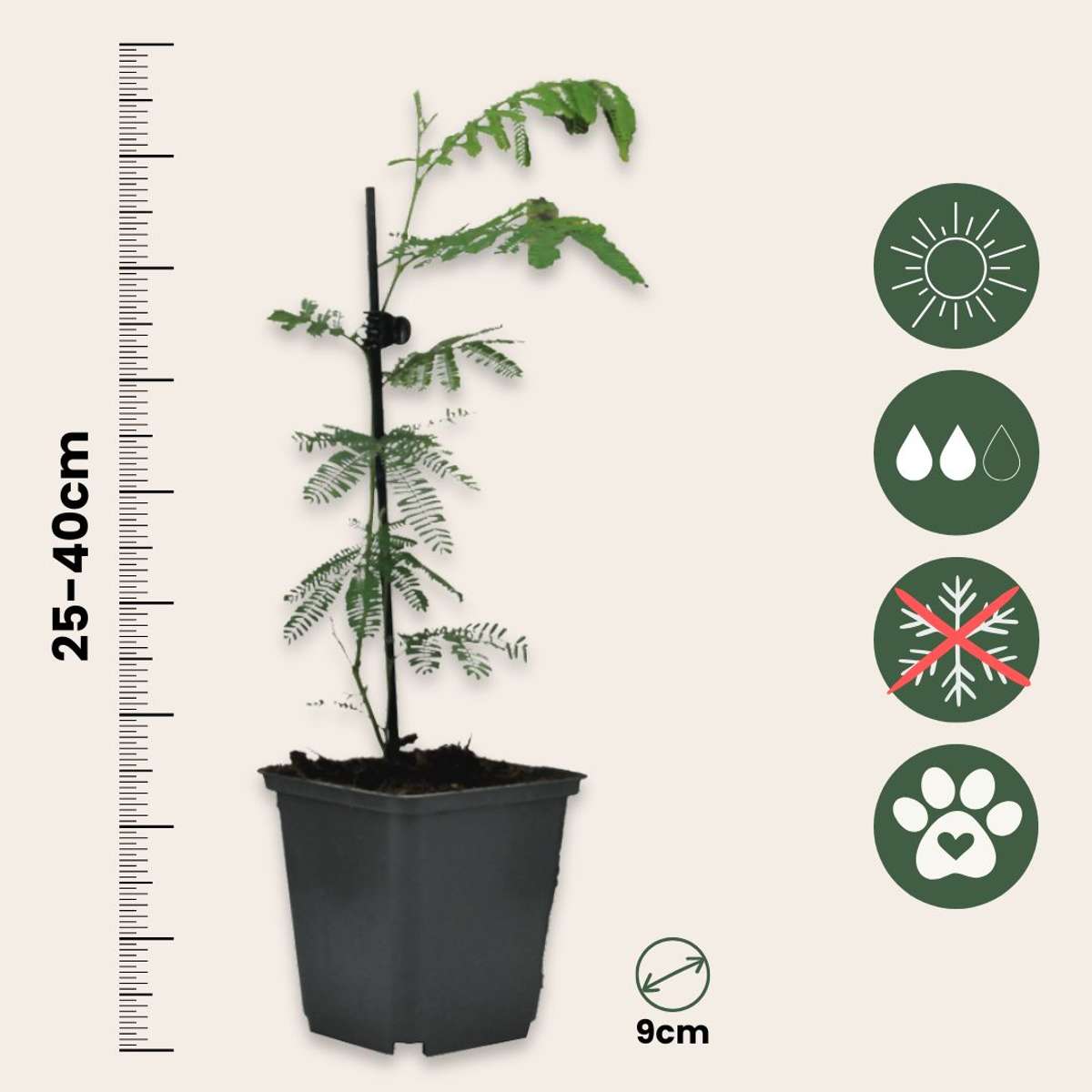 Yellow Mimosa - 6 pcs. - Mimosa dealbata - Height 25-40cm - ⌀9cm