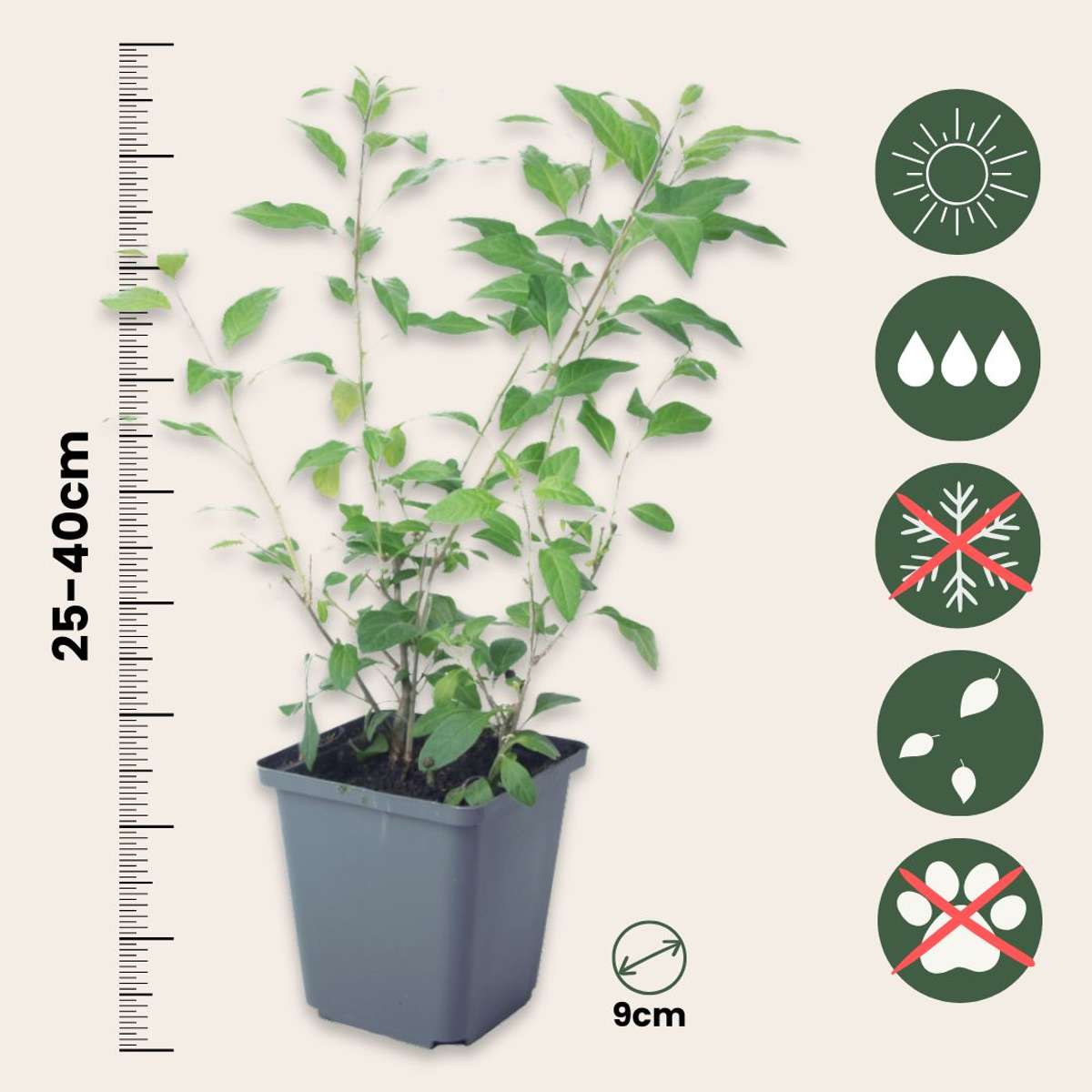 Blue potato bush - 3 pcs. - Lycianthes rantonnetii - Height 25-40cm - ⌀9cm