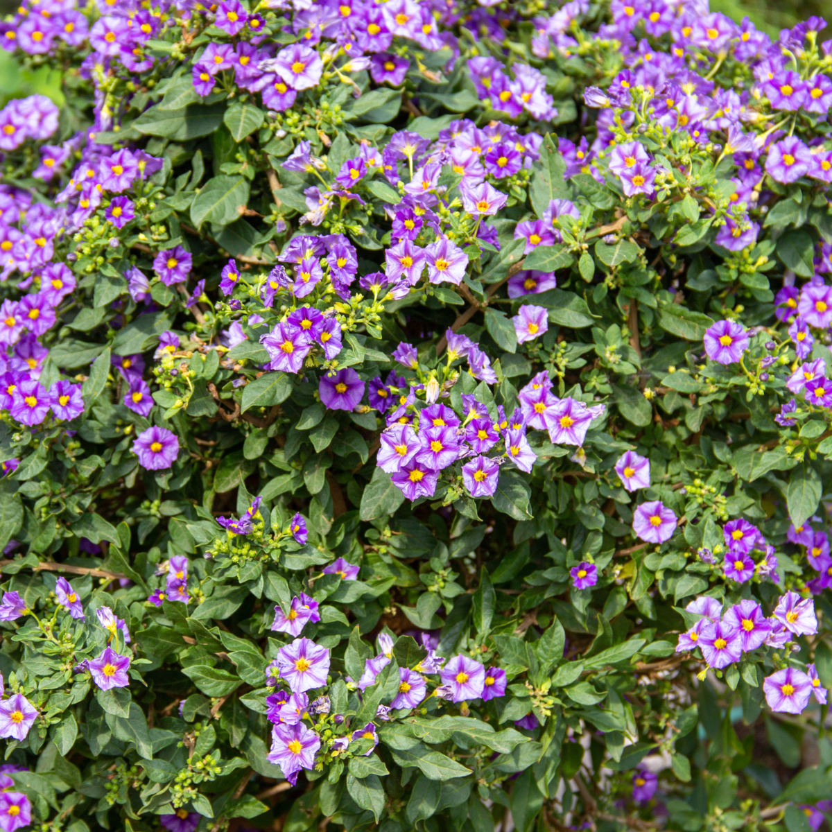 Blue potato bush - 6 pcs. - Lycianthes rantonnetii - Height 25-40cm - ⌀9cm