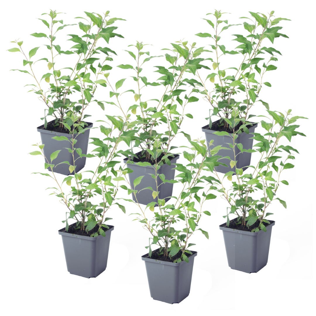 Blue potato bush - 6 pcs. - Lycianthes rantonnetii - Height 25-40cm - ⌀9cm