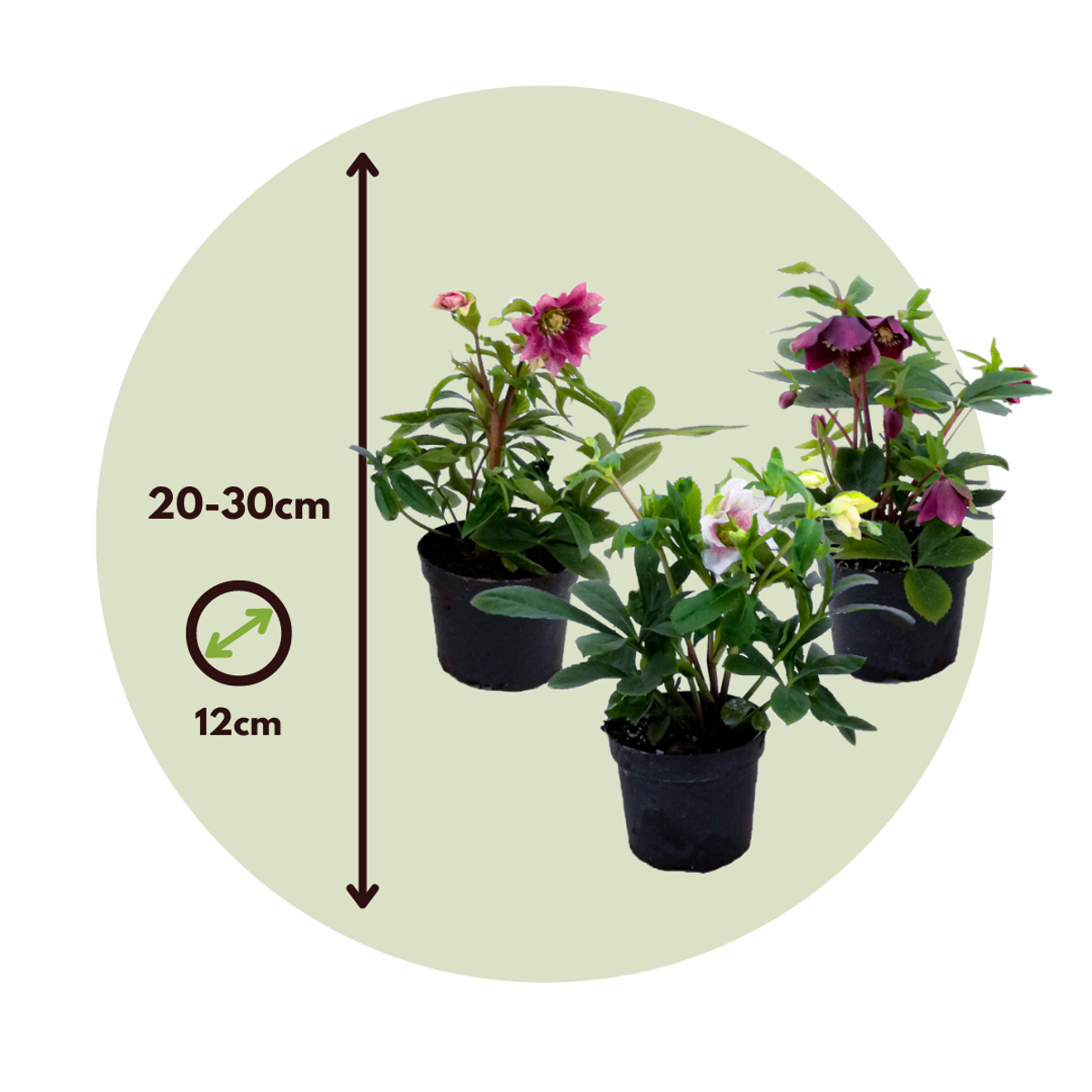 Lenten Rose - 6 pcs. - Helleborus orientalis - Height 20-30cm - ⌀12cm