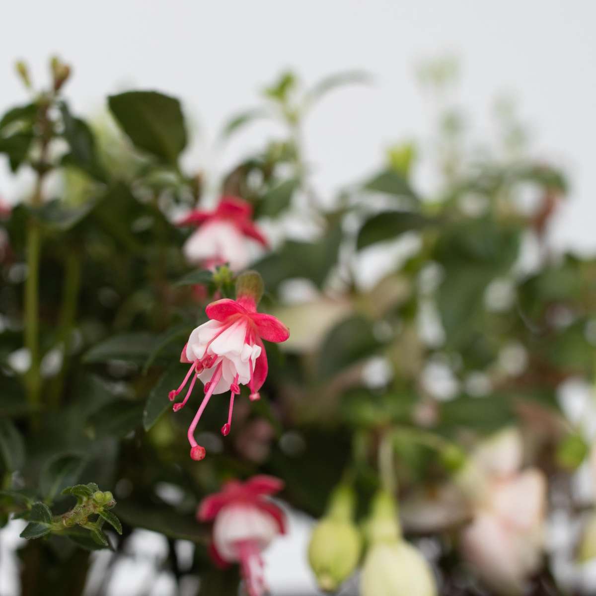Humming-bird fuchsia - 3 pcs. - Fuchsia magellanica - Height 10-20cm - ⌀9cm