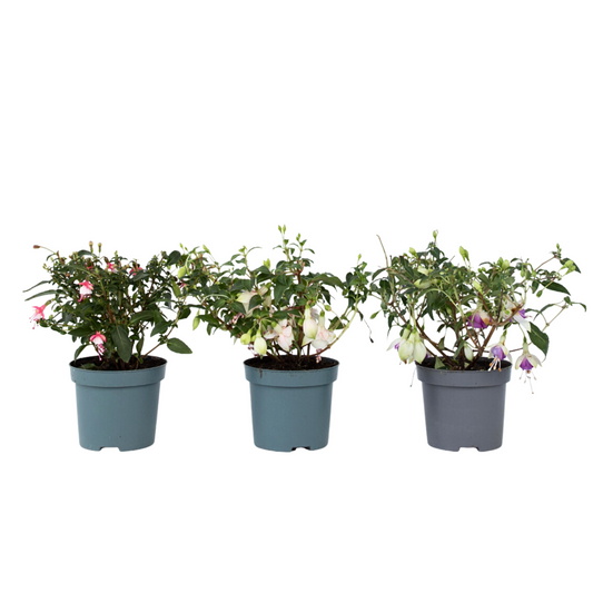 Humming-bird fuchsia - 3 pcs. - Fuchsia magellanica - Height 10-20cm - ⌀9cm