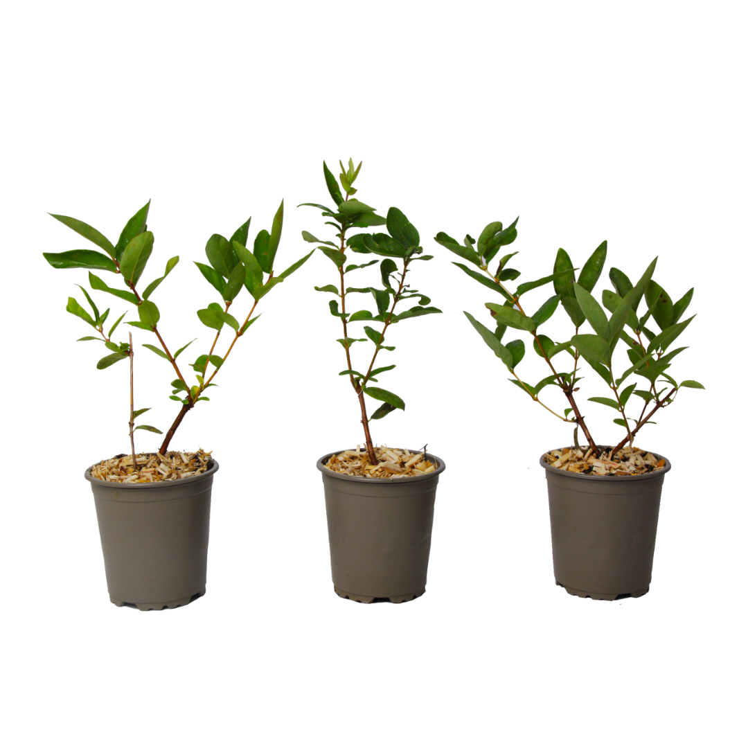 Haskap Berry - 3 pcs. - Lonicera kamtchatica - Height 25-40cm - ⌀9cm