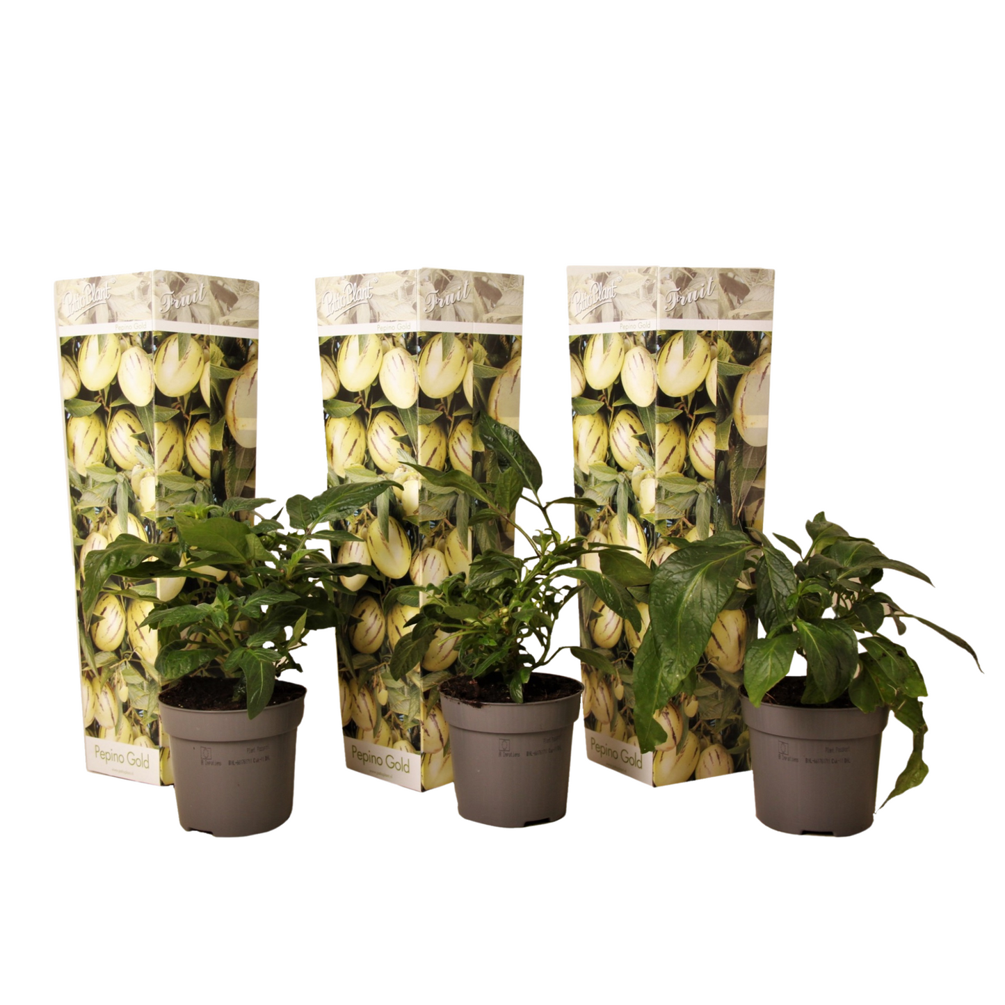 Pepino melon - 3 pcs. - Solanum Muricatum 'Pepino gold' - Height 25-40cm - ⌀9cm