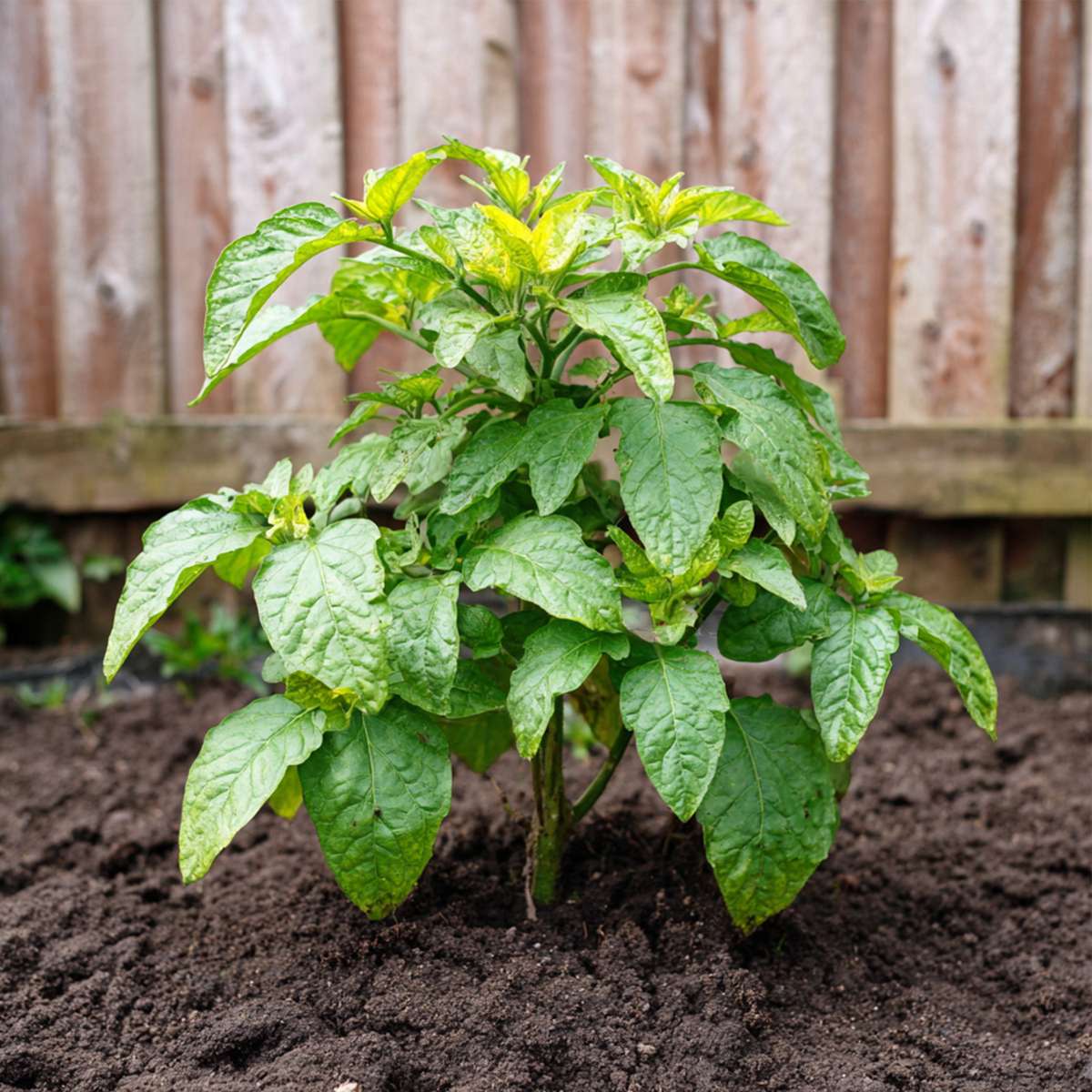 Pepino melon - 6 pcs. - Solanum Muricatum 'Pepino gold' - Height 25-40cm - ⌀9cm