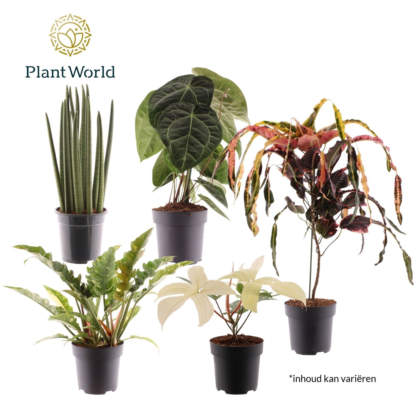 Ov Kamerplanten Gemengd Luxury