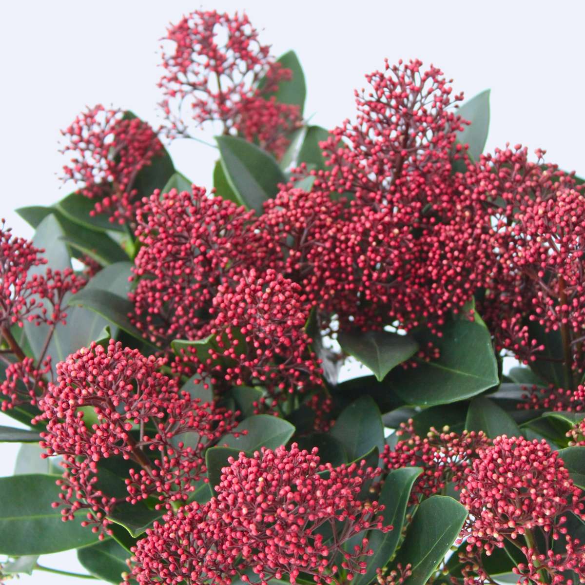 Japanese skimmia - 2 pcs. - Skimmia japonica 'Rubella' - Height 35-45cm - ⌀15cm