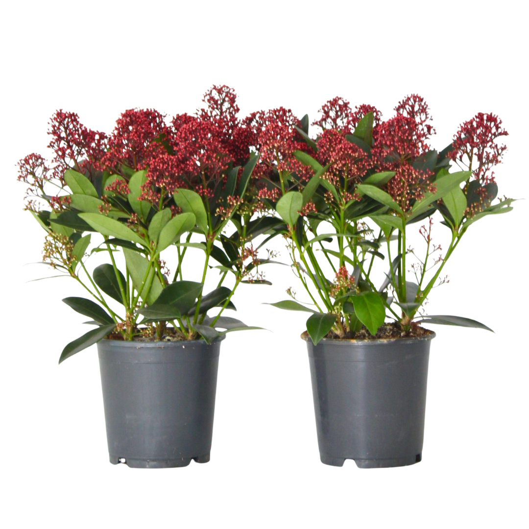 Japanese skimmia - 2 pcs. - Skimmia japonica 'Rubella' - Height 35-45cm - ⌀15cm