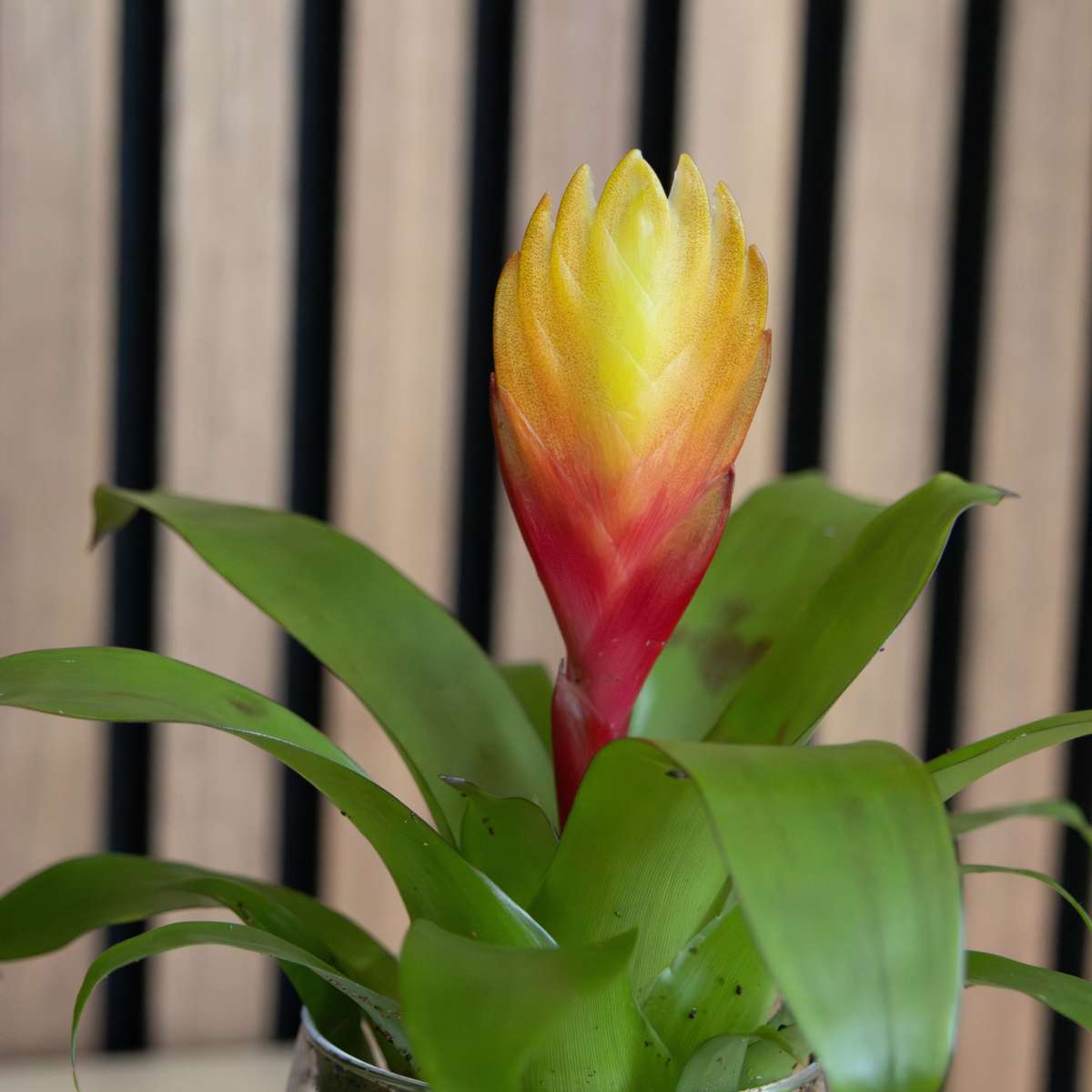 Flaming Sword - Set of 3 - Tillandsia Vriesea 'Dorado' - Height 15-25cm - ø7cm
