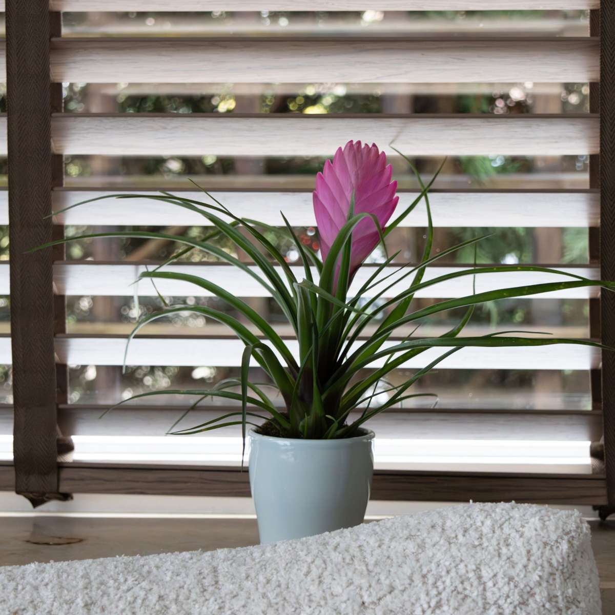 Tillandsia cyanea ‘Pastel’ - Set of 3 with pot - Height 20-30cm - ø7cm