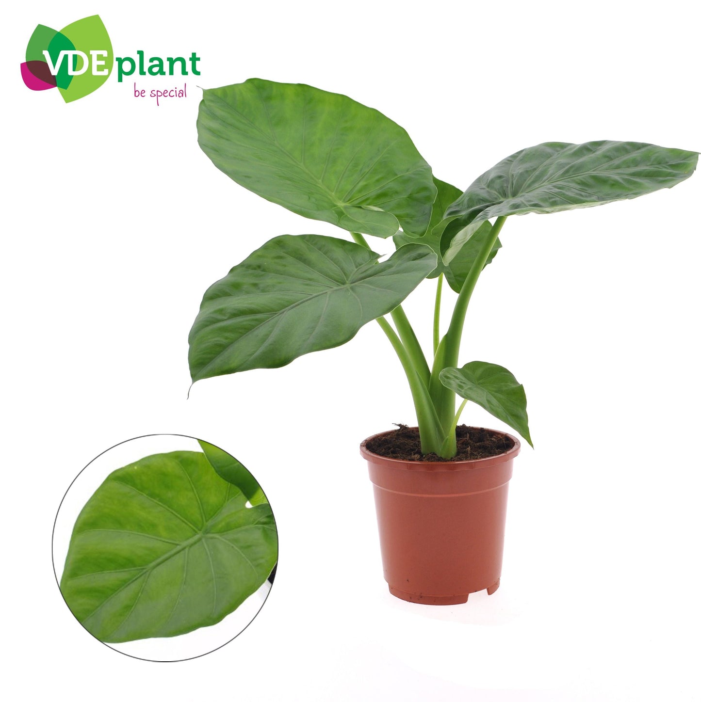 Alocasia Macrorrhiza