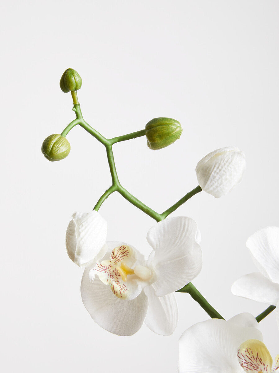 Fiori Artificial flowers Cream Orchid Stem