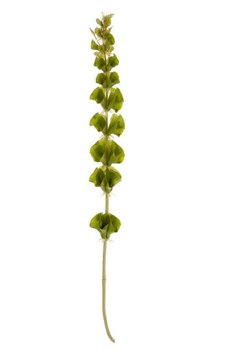 Fiori Tall Bells Of Ireland Flower Stem