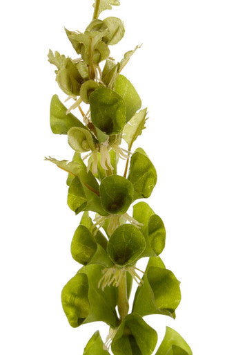 Fiori Tall Bells Of Ireland Flower Stem