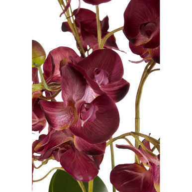 Fiori Purple Orchid Flowers in Black Pot