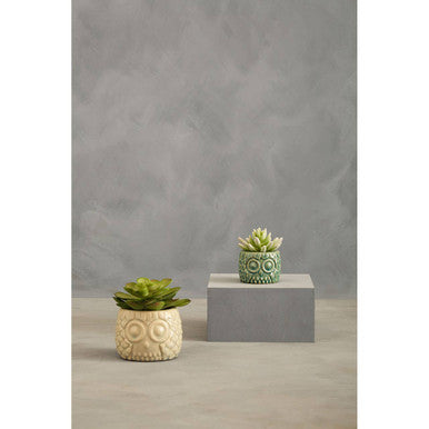 Fiori Small Succulent in Ceramic Owl Pot