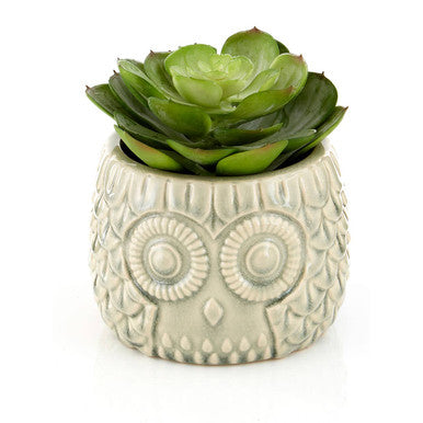 Large Succulent in Grey Ceramic Owl Pot | Fiori