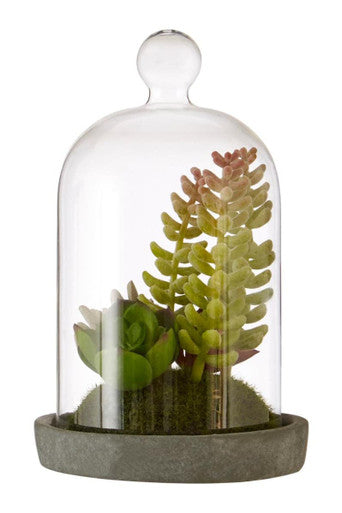 Small Succulent Dome with Cement Base | Fiori